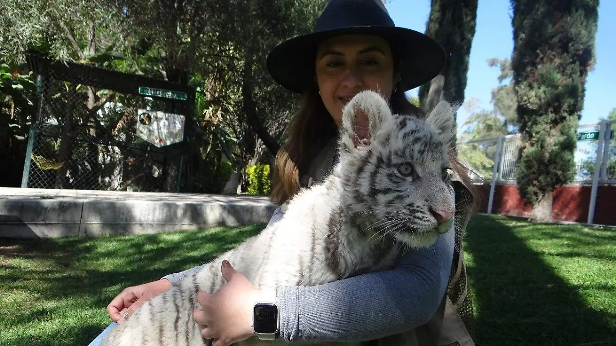 tigre blanco bebé zooira (2)